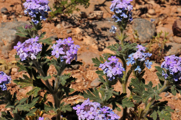Southwestern Mock Vervain is an annual or perennial native “Verbena” that grows up to 15 inches; grows at elevations below 5,000 feet, 3,500 to 6,400 feet in California. Glandularia gooddingii 